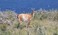 0623-dag-27-055-Porvenir Bahia Inutil guanaco